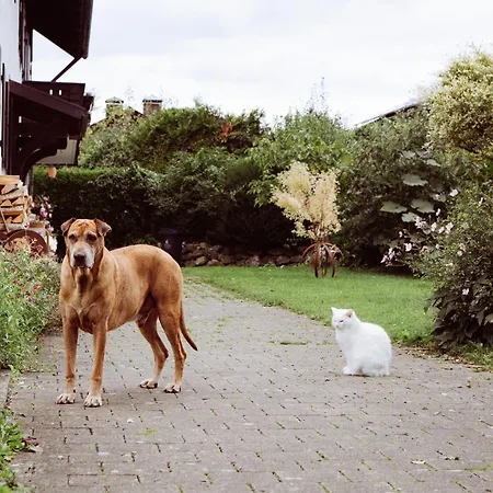 Apartament Bei Den Hartmanns Rieden am Forggensee